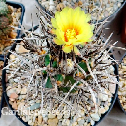 Astrophytum crassispinum