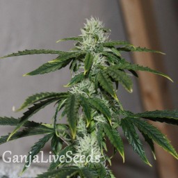 Auto Quick One feminised GanjaLiveSeeds