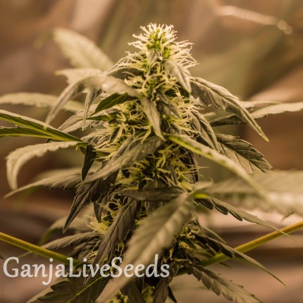 Auto Quick One feminised GanjaLiveSeeds