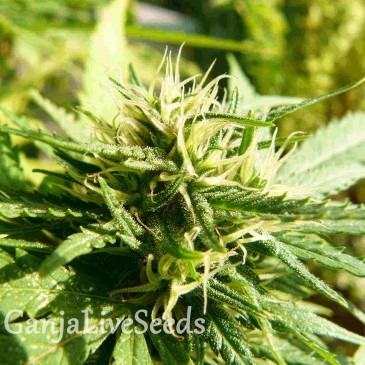 Exodus Cheese feminised Ganja Seeds