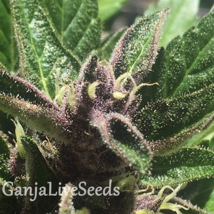 Auto Black Cream feminised Ganja Seeds
