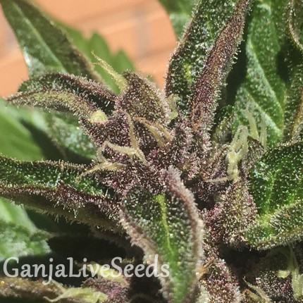 Auto Black Cream feminised Ganja Seeds