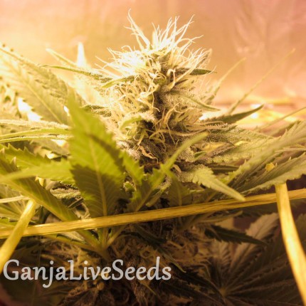 Bubble Gum feminised GanjaLiveSeeds