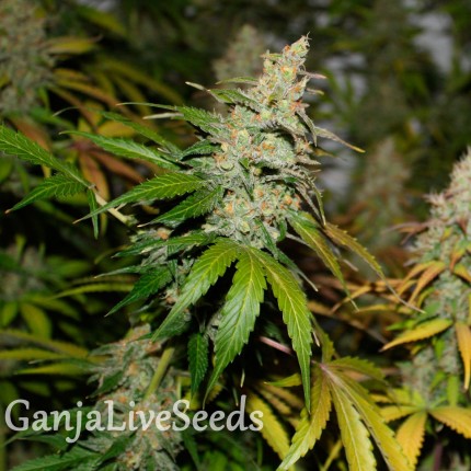 Bubble Gum feminised GanjaLiveSeeds