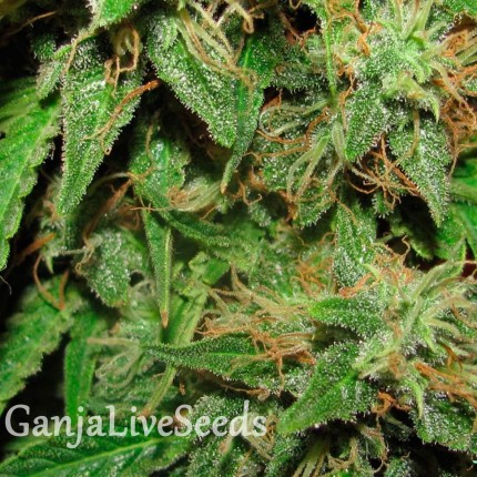 Big Devil feminised GanjaLiveSeeds