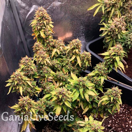 Auto Royal Bluematic feminised Ganja Seeds