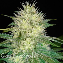 White Russian feminised Ganja Seeds