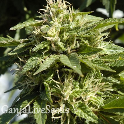 Shaman feminised Ganja Seeds