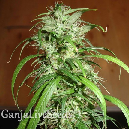 Nemesis feminised Ganja Seeds