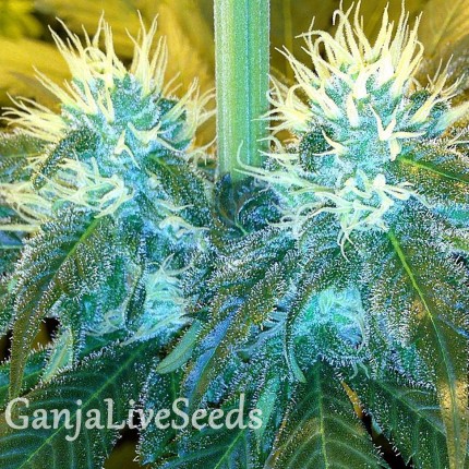 Blue Mango feminised GanjaLiveSeeds