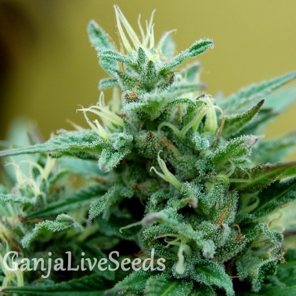Blue Mango feminised GanjaLiveSeeds