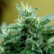 семена конопли оптом Blue Mango feminised Ganja Live Seeds