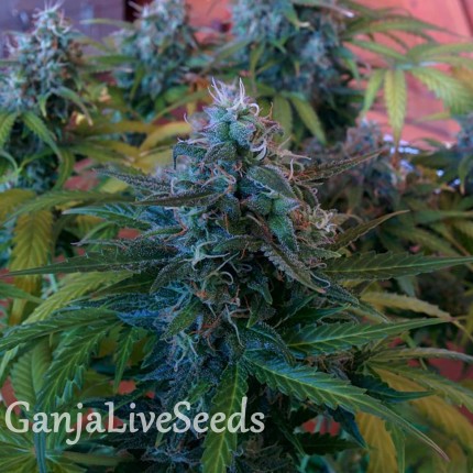 Blue Mango feminised GanjaLiveSeeds