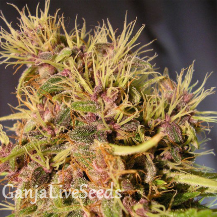 Blue Mango feminised GanjaLiveSeeds