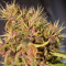 семена конопли наложкой Blue Mango feminised Ganja Live Seeds