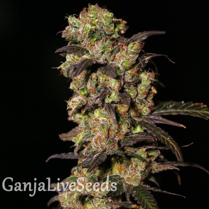 1024 feminised Ganja Seeds