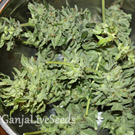 1024 feminised Ganja Seeds