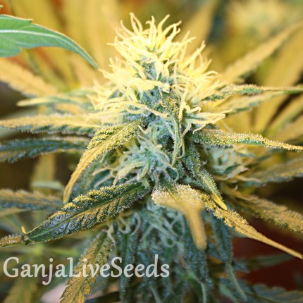 1024 feminised Ganja Seeds