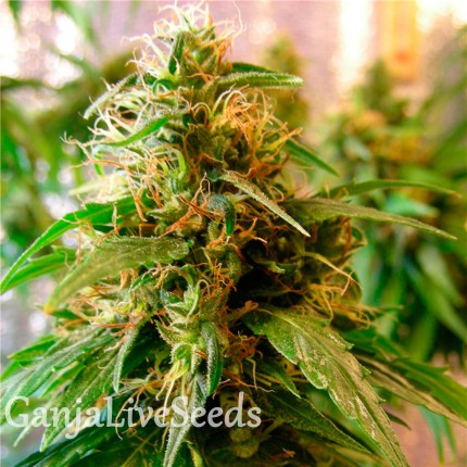 Critical Jack feminised GanjaLiveSeeds