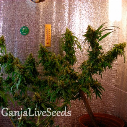 Critical Jack feminised GanjaLiveSeeds