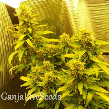 Auto Great White regular Ganja Seeds