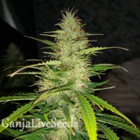 Auto Big Bud feminised Victory Seeds