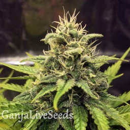 Cheese Berries feminised GanjaLiveSeeds