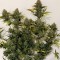 Недорогие семена конопли Семена конопли Cheese Berries feminised Ganja Live Seeds