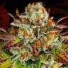 Mintz feminised Ganja Seeds