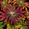 Mintz feminised Ganja Seeds
