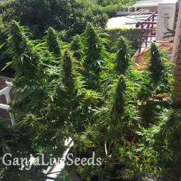 Blueberry feminised Ganja Seeds