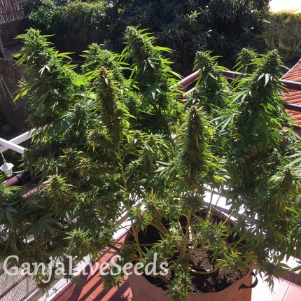 Blueberry feminised Ganja Seeds