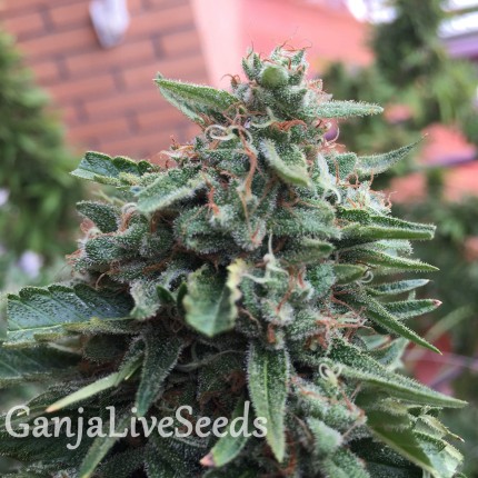 Blueberry feminised Ganja Seeds