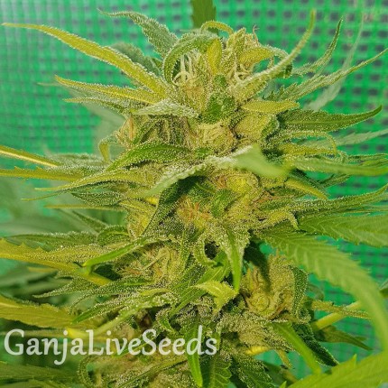 Blueberry feminised Ganja Seeds