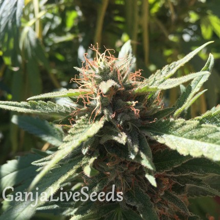 Blueberry feminised Ganja Seeds