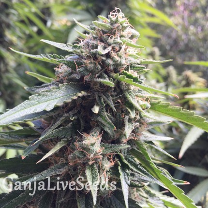 Blueberry feminised Ganja Seeds