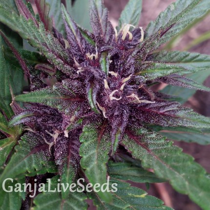 Blueberry feminised Ganja Seeds
