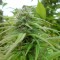 купить семена конопли в интернете Brazil Sativa feminised