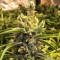 заказать семена конопли курьером Brazil Sativa feminised