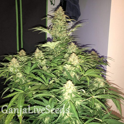 Auto Amnesia Haze feminised Ganja Seeds