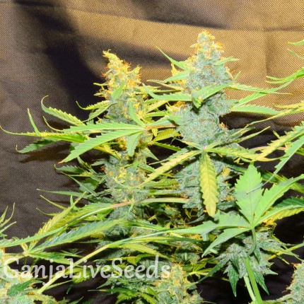 Northern Lights x AK feminised GanjaLiveSeeds