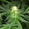 семена конопли курьером Critical Plus feminised Ganja Live Seeds