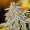 хорошие семена конопли Fast and Furious regular Ganja Seeds