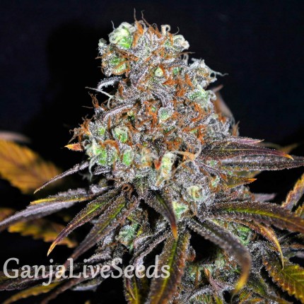 Critical Mass feminised GanjaLiveSeeds
