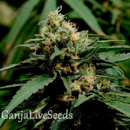 Critical Mass feminised GanjaLiveSeeds