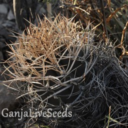 Astrophytum crassispinum MZ 511