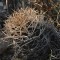 Семена кактусов Astrophytum crassispinum MZ 511