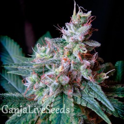 Cream Caramel feminised GanjaLiveSeeds Fast Version