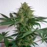 Mohan Ram feminised Ganja Seeds