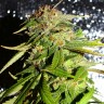 Mohan Ram feminised Ganja Seeds